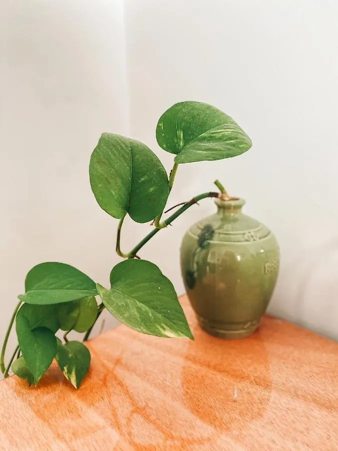 Japan Nguyen Homestay Hội An